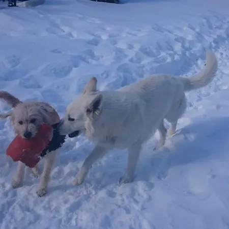 Parkvilla * Mallnitz