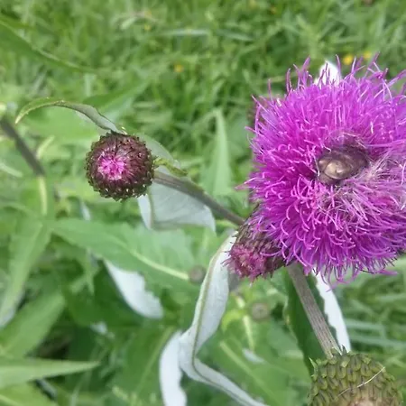 Parkvilla Мальниц