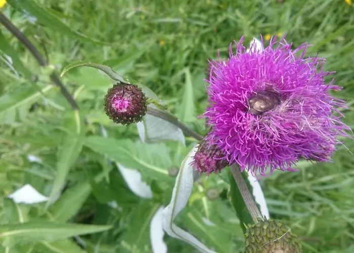 Parkvilla Мальниц